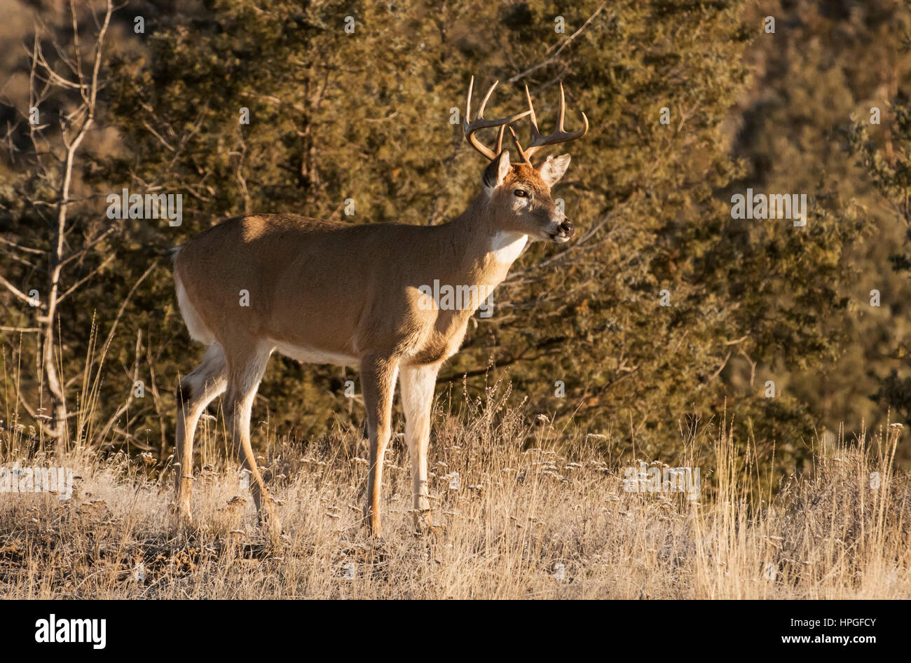Whitetail Deer, Buck, National Bison Range, Montana Stock Photo Alamy