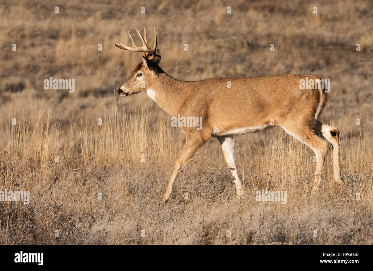Whitetail Deer Range