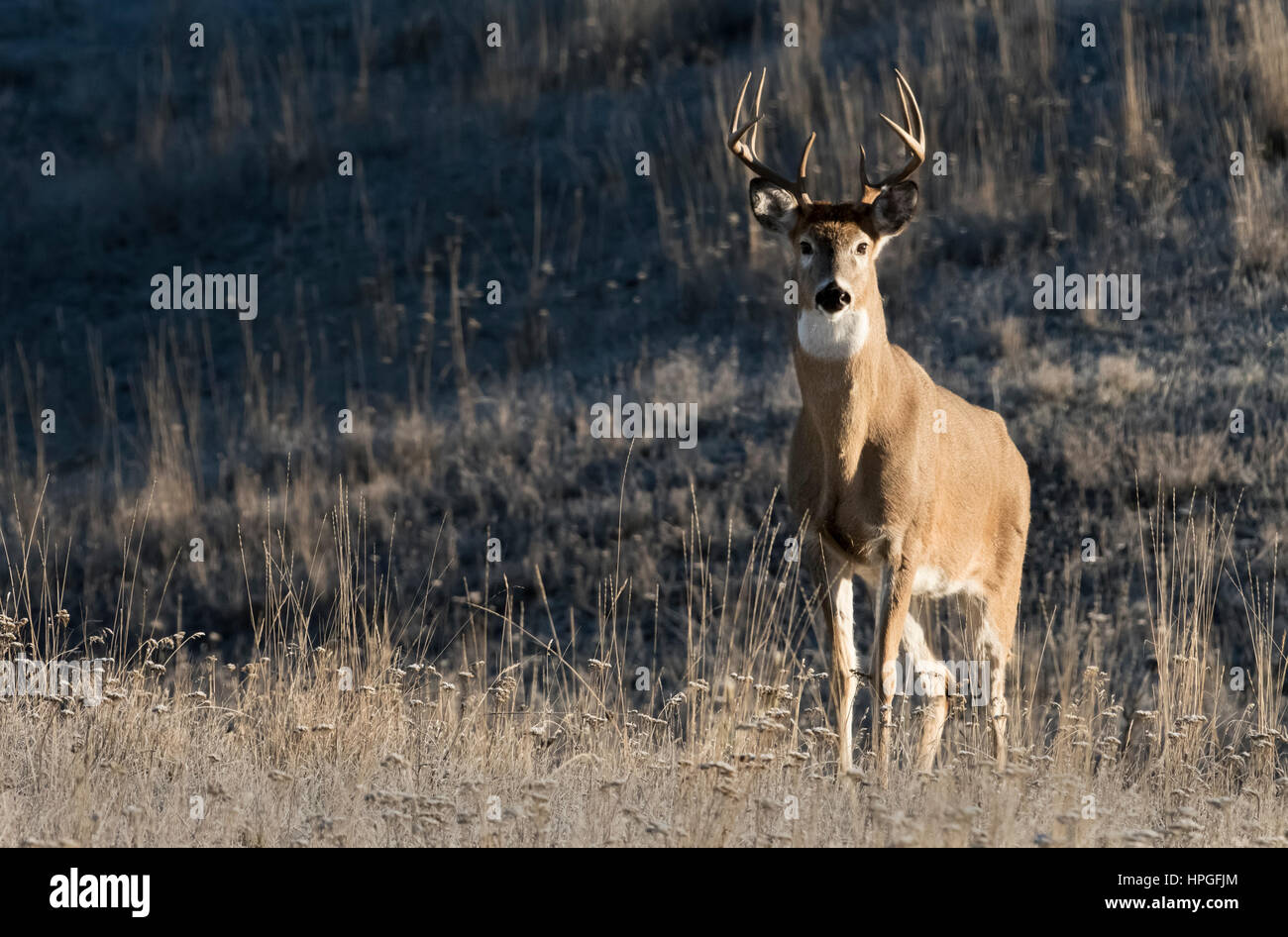 Whitetail Deer, Buck, National Bison Range, Montana Stock Photo - Alamy