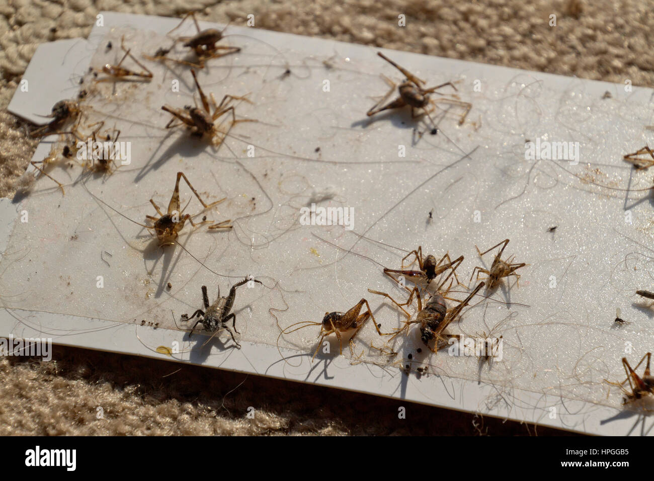 Close up of a sticky cricket trap full of dead, decapitated crickets