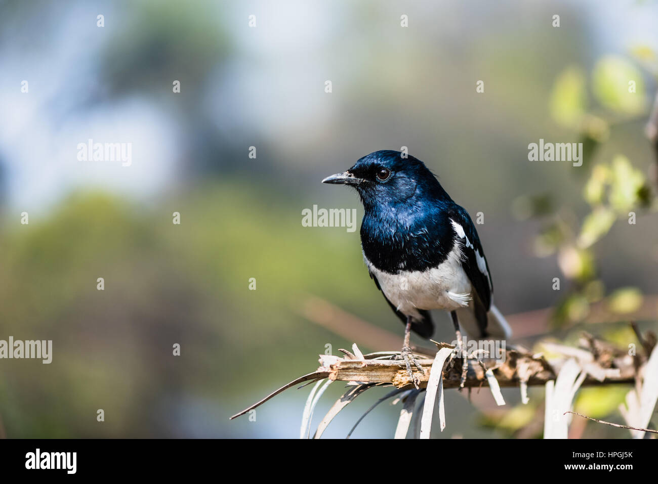 Oriental magpie-robin perched Stock Photo