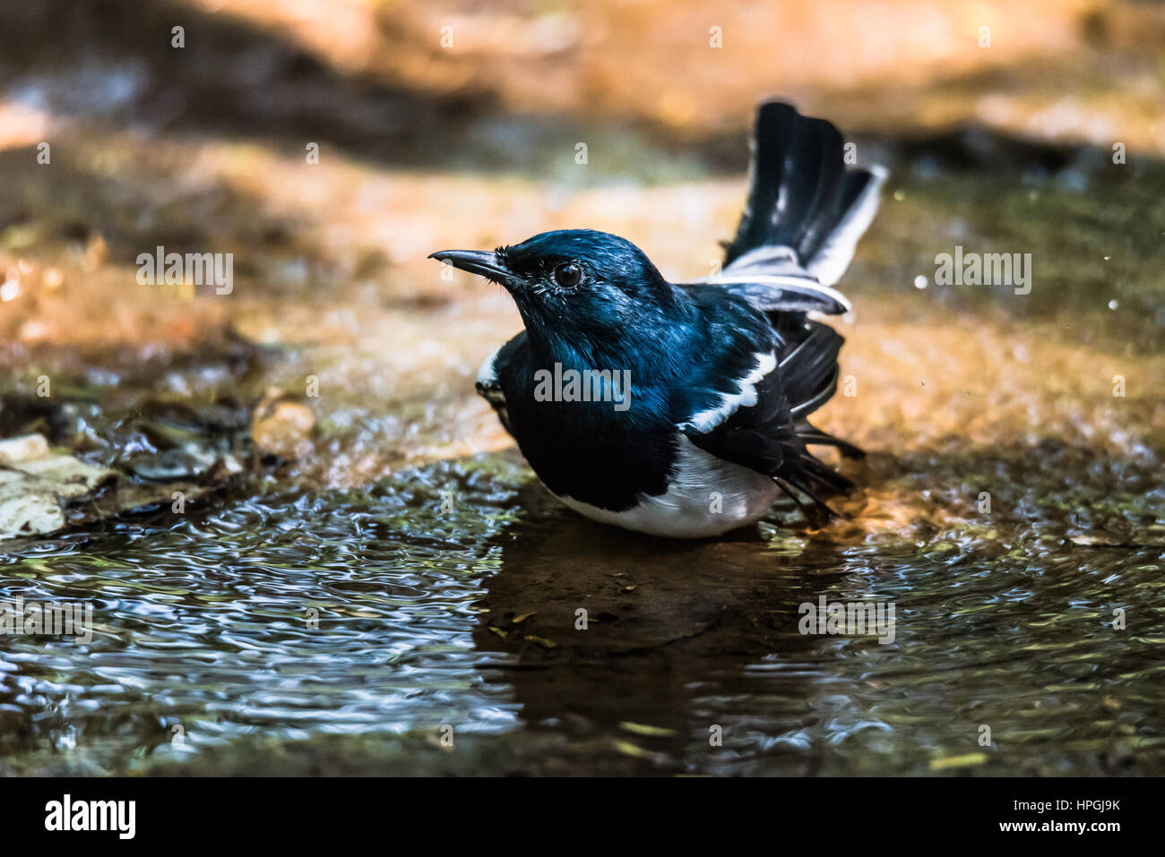 Oriental magpie-robin in water Stock Photo