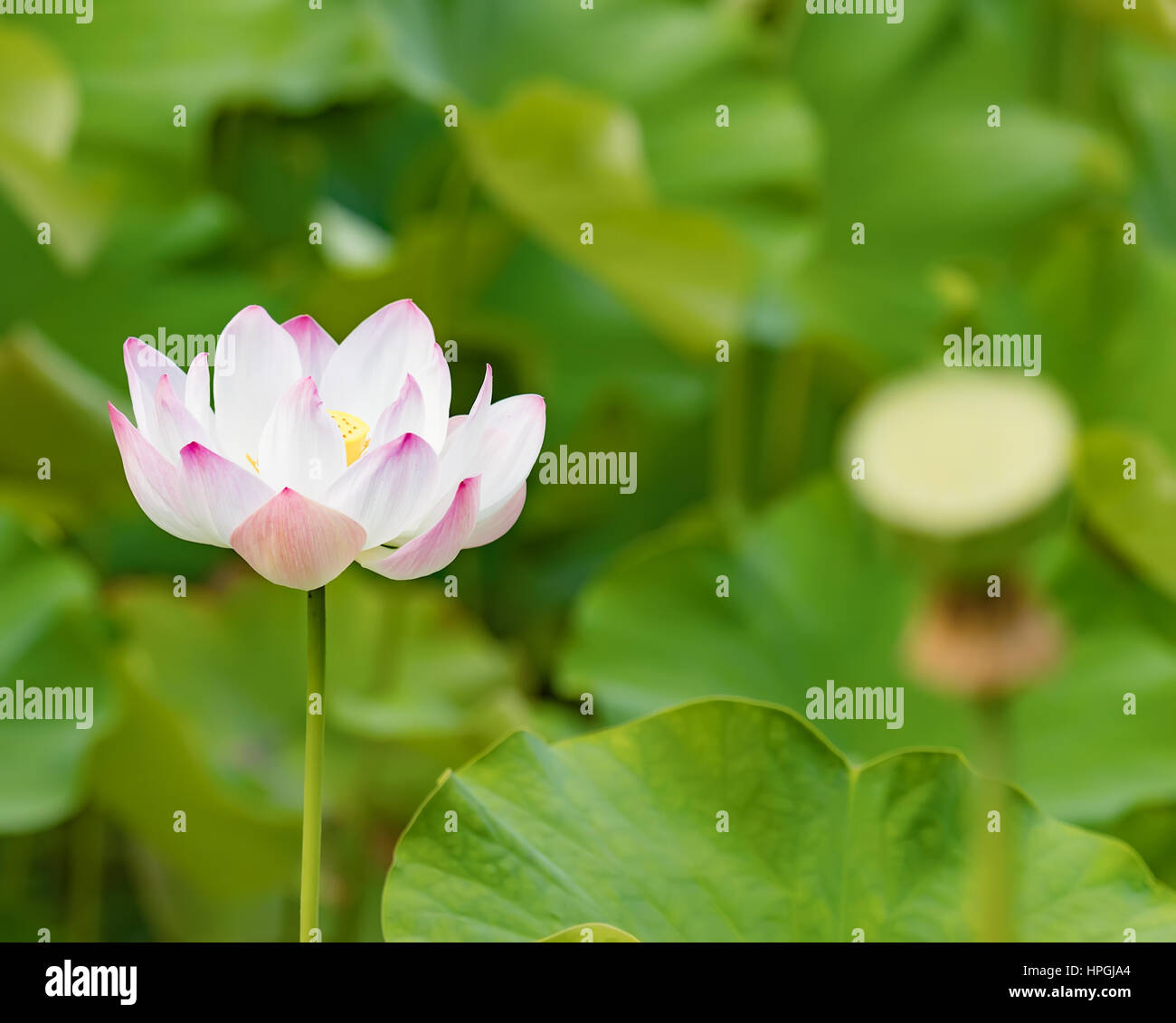 Closeup photo of the lotus flower Stock Photo Alamy