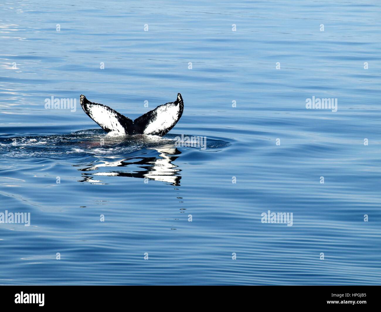 Whale tail emerging from water Stock Photo - Alamy