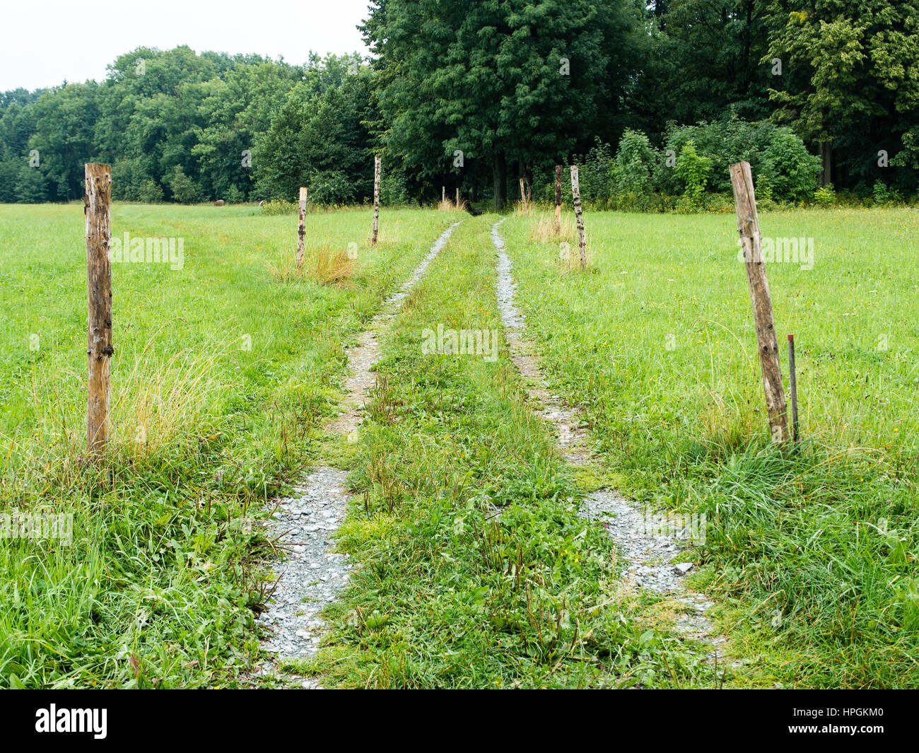 Beaten track or worn path through meadow toward foliage trees with poles around, center composition, moving towards objective, lush and fresh, natural Stock Photo