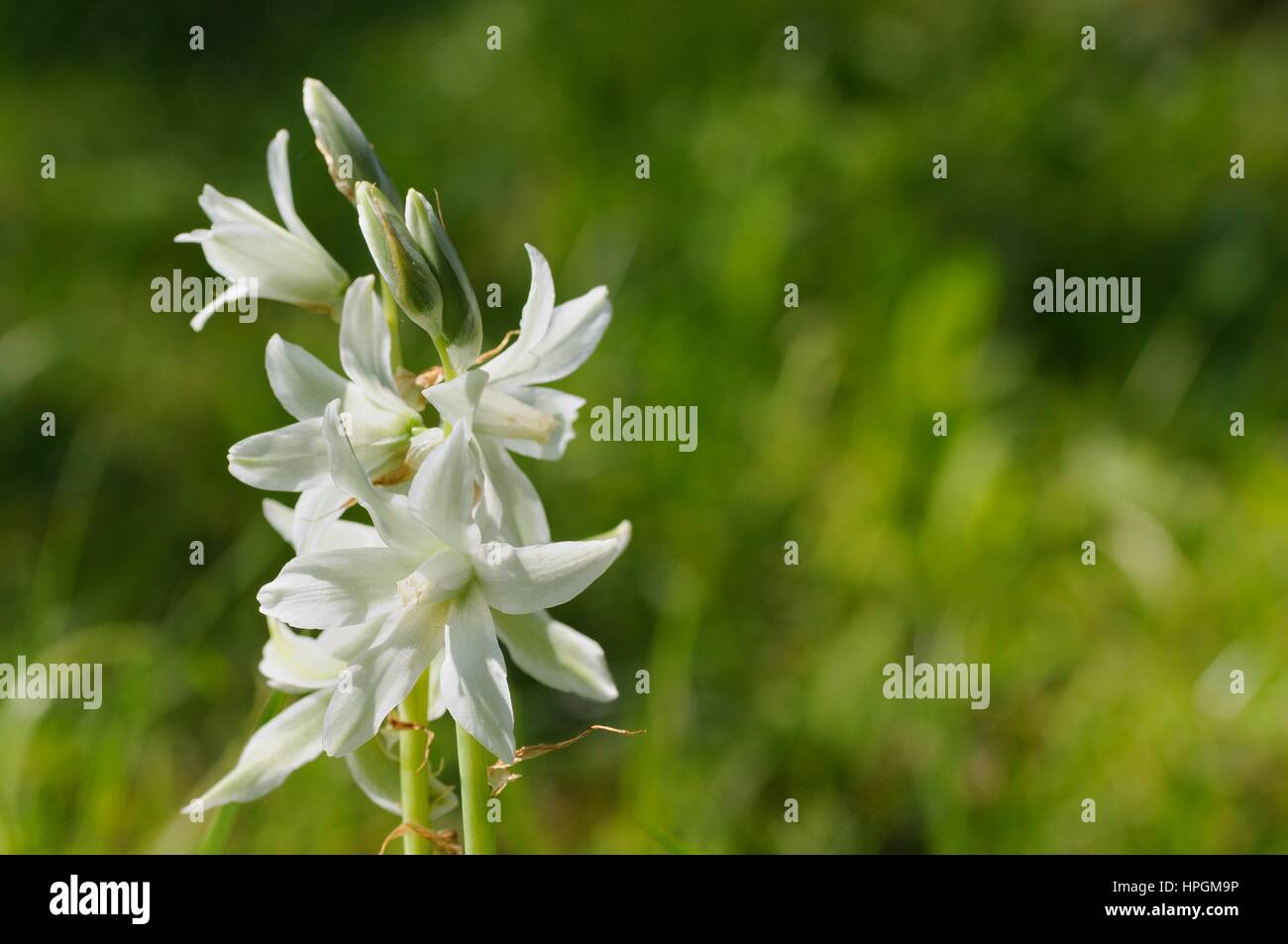 White flower © Pawel M. Mikucki Stock Photo
