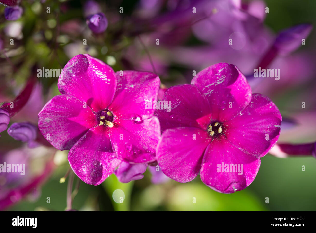 2 pink flowers Phlox with water drops after the fresh rain. Still life. Spring background. Extream closeup macro shot Stock Photo