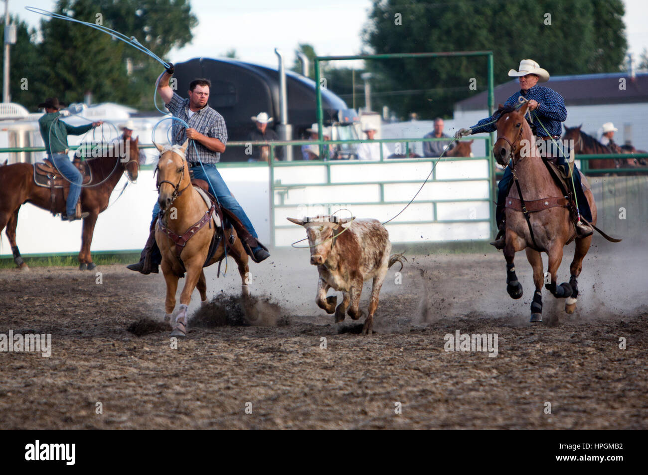 cowboy stampede in Galgary, Canada Stock Photo - Alamy