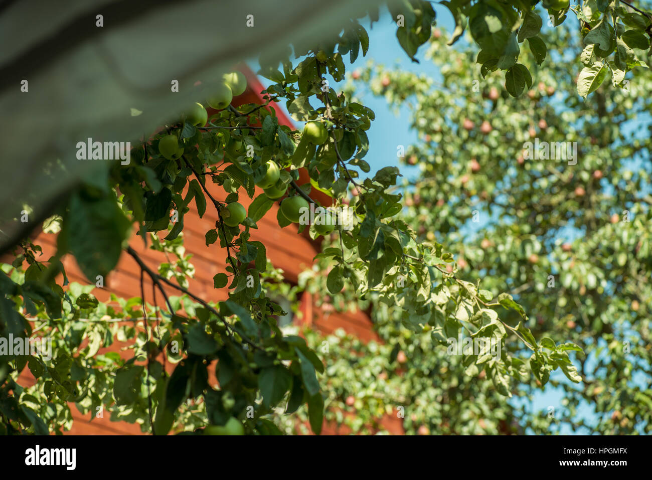 Green apples hanging on a tree branch on the background of the house roof Stock Photo