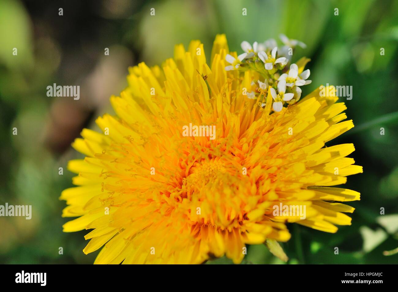 Flower, Taraxacum  © Pawel M. Mikucki Stock Photo