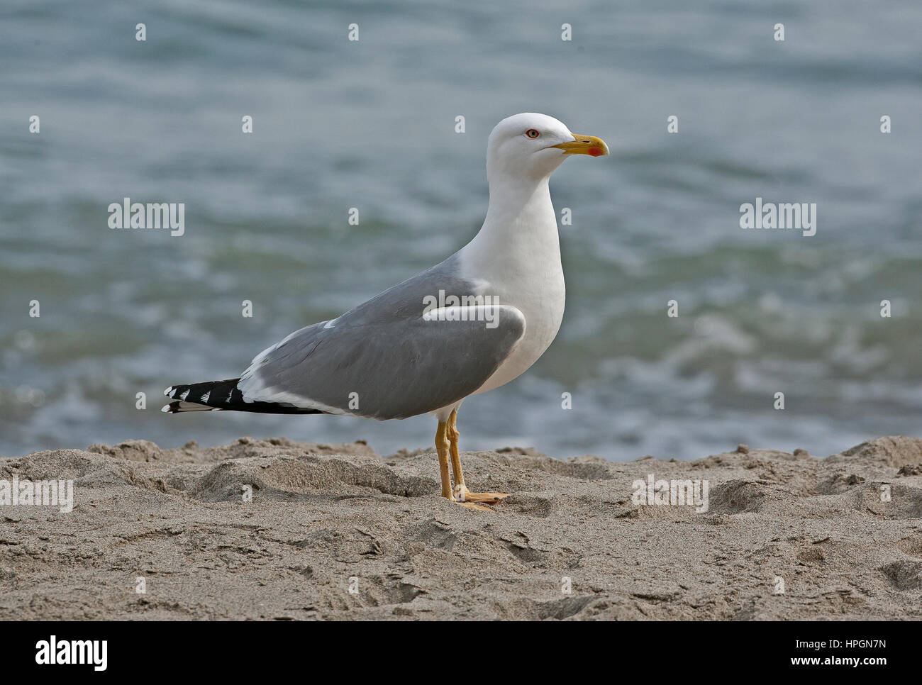 Adult Yellow legged Gull Larus michahellis Gibraltar Stock Photo