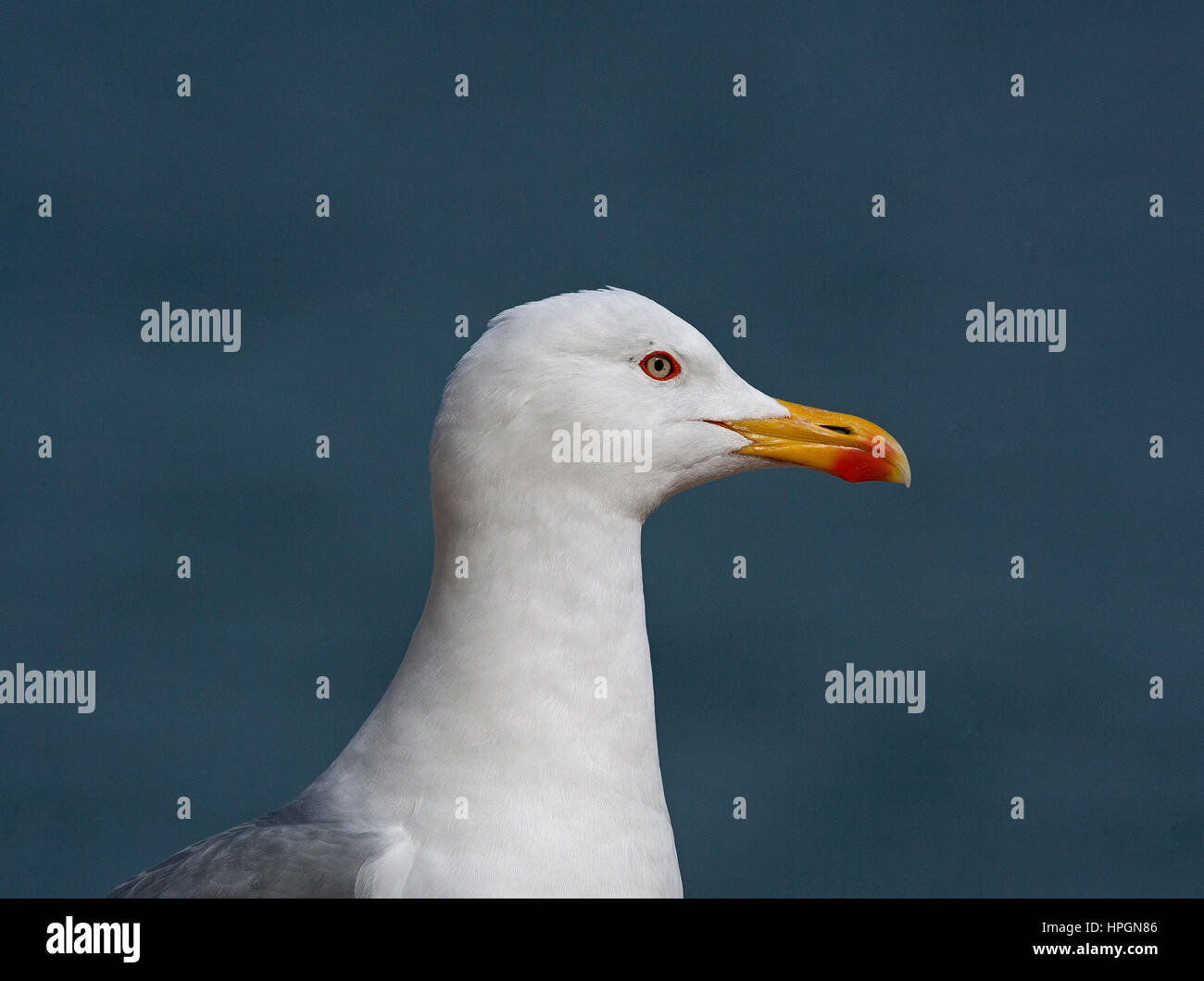 Adult Yellow legged Gull Larus michahellis Gibraltar Stock Photo