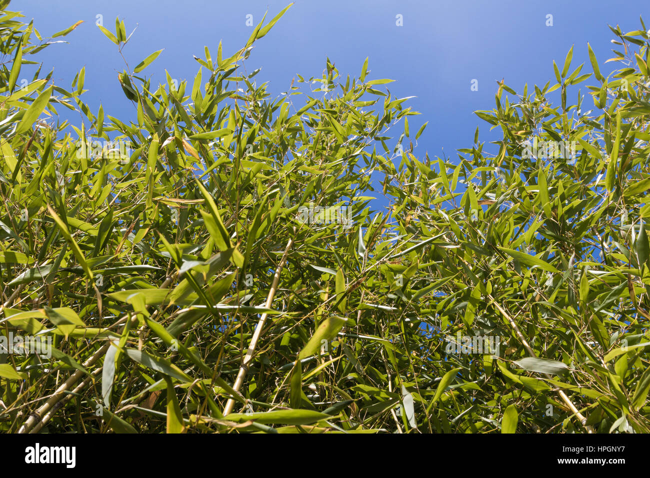 Fresh vivid green bamboo leaves with blue sky as background image Stock Photo