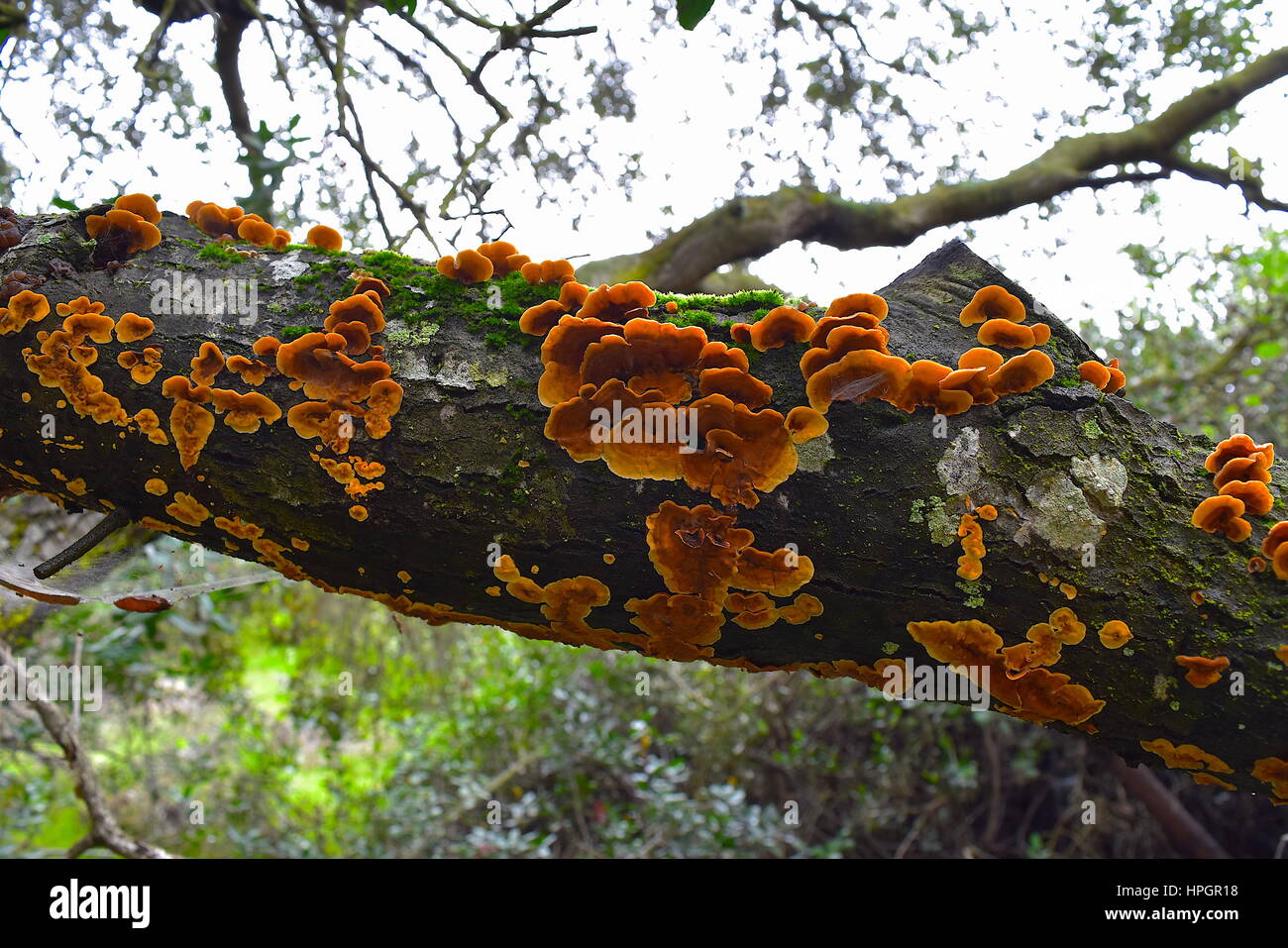 Wood fungus on coast live oak tree, Los Penasquitos Preserve, San Diego