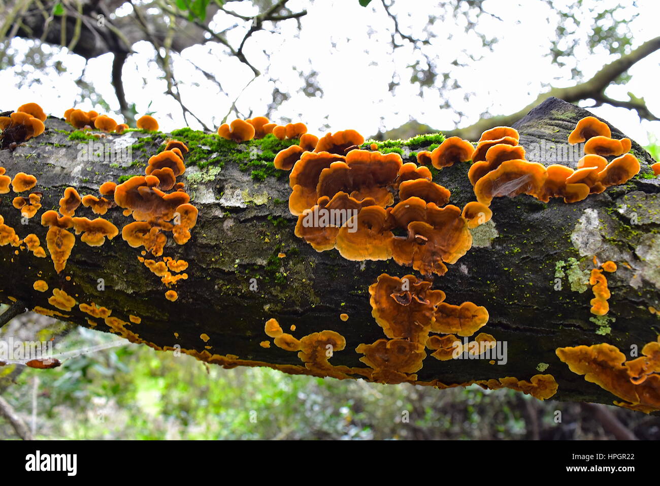 Wood fungus on coast live oak tree, Los Penasquitos Preserve, San Diego