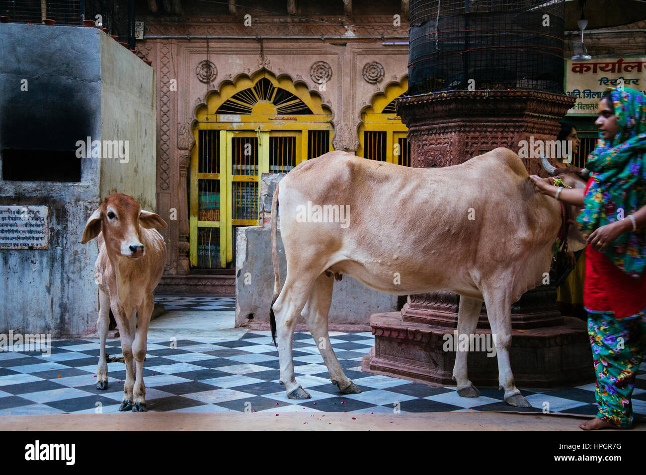 Cow and her calf inside Hindu temple, Vrindavan, India. Stock Photo