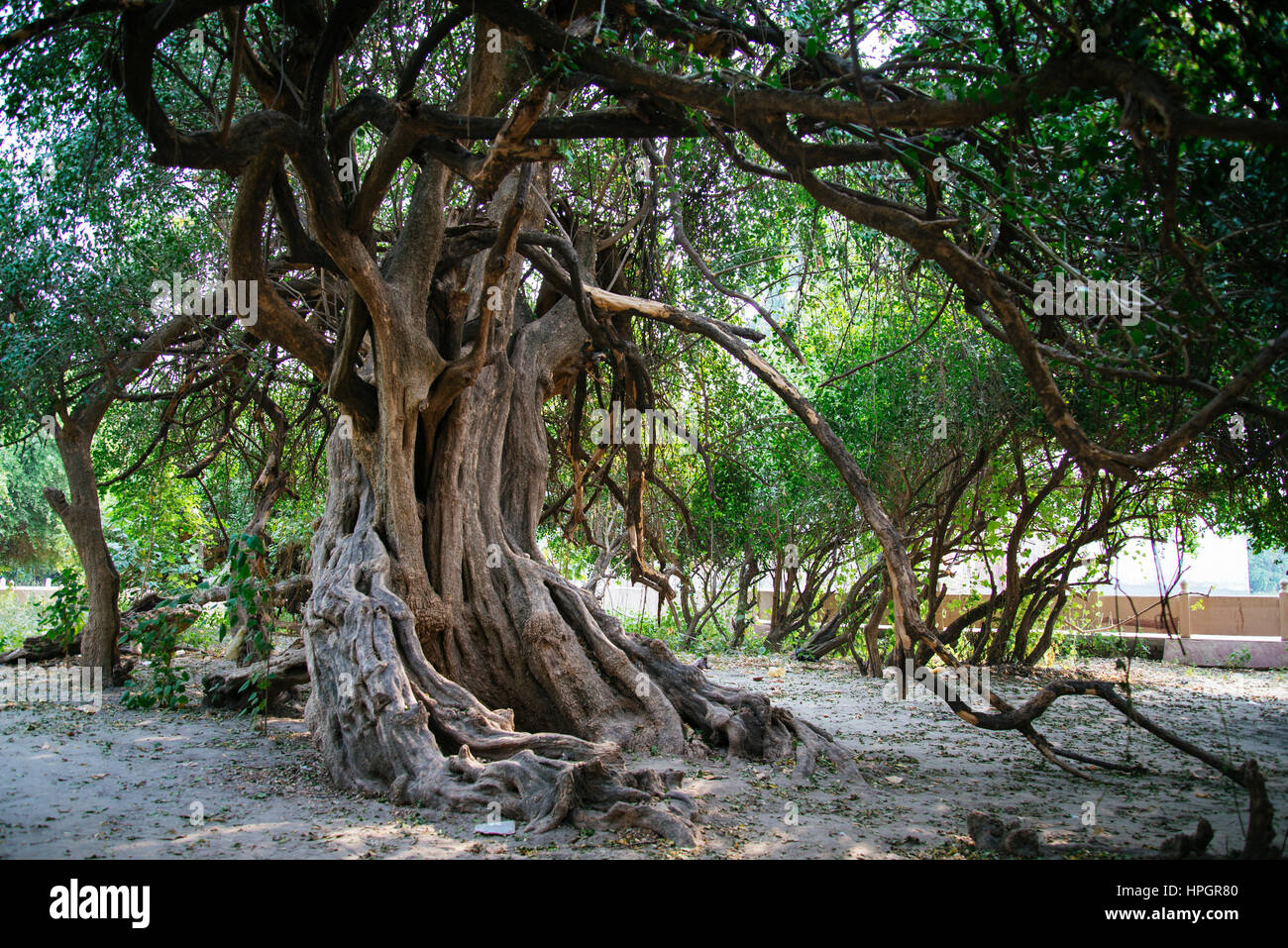 Sacred grove india hires stock photography and images Alamy