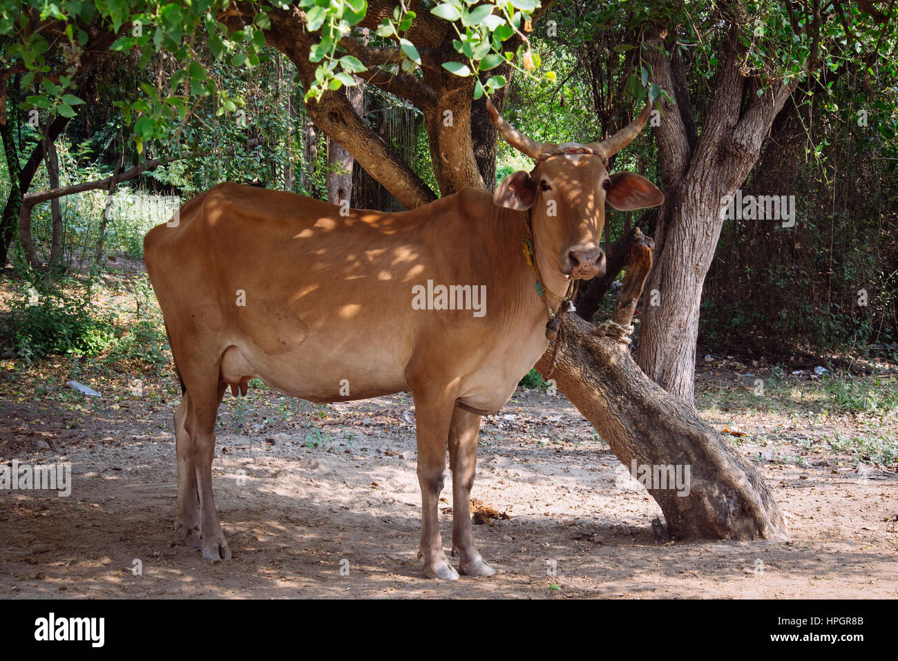 Brown cow in a forest glade, India. Stock Photo