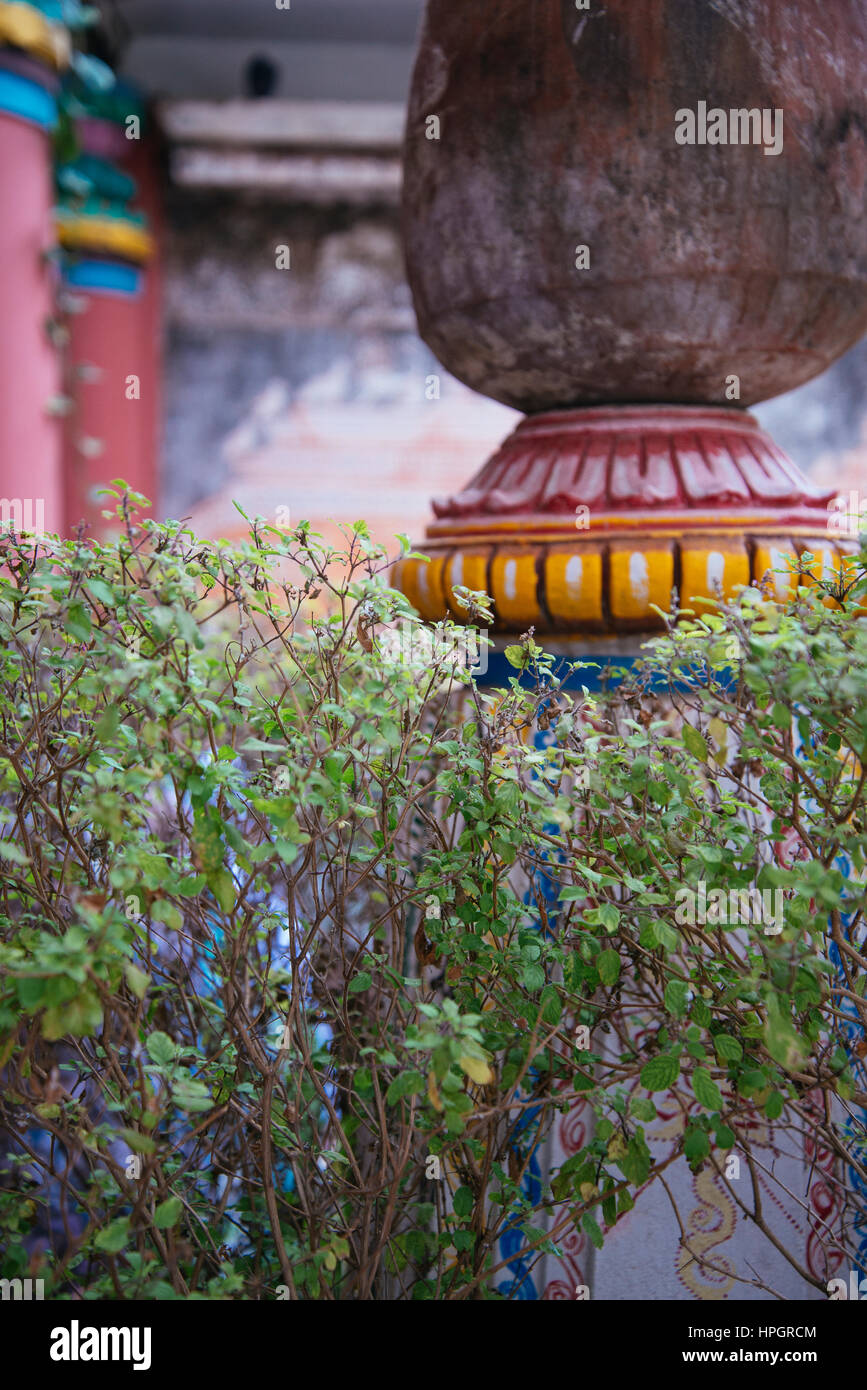 Holy Basil Tulasi and temple detail, India Stock Photo Alamy