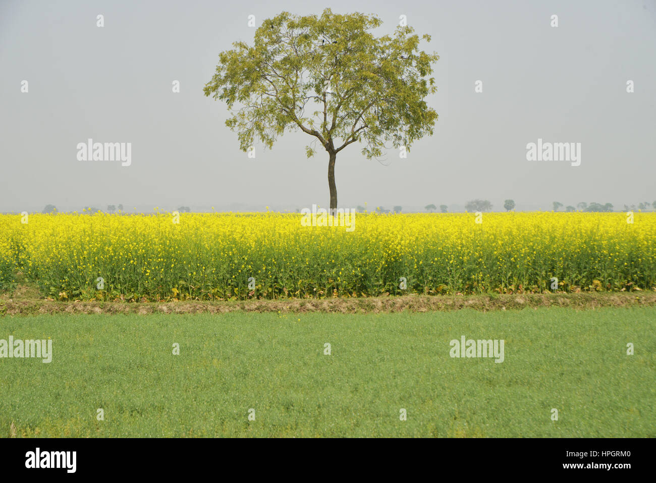 Mustard tree hires stock photography and images Alamy