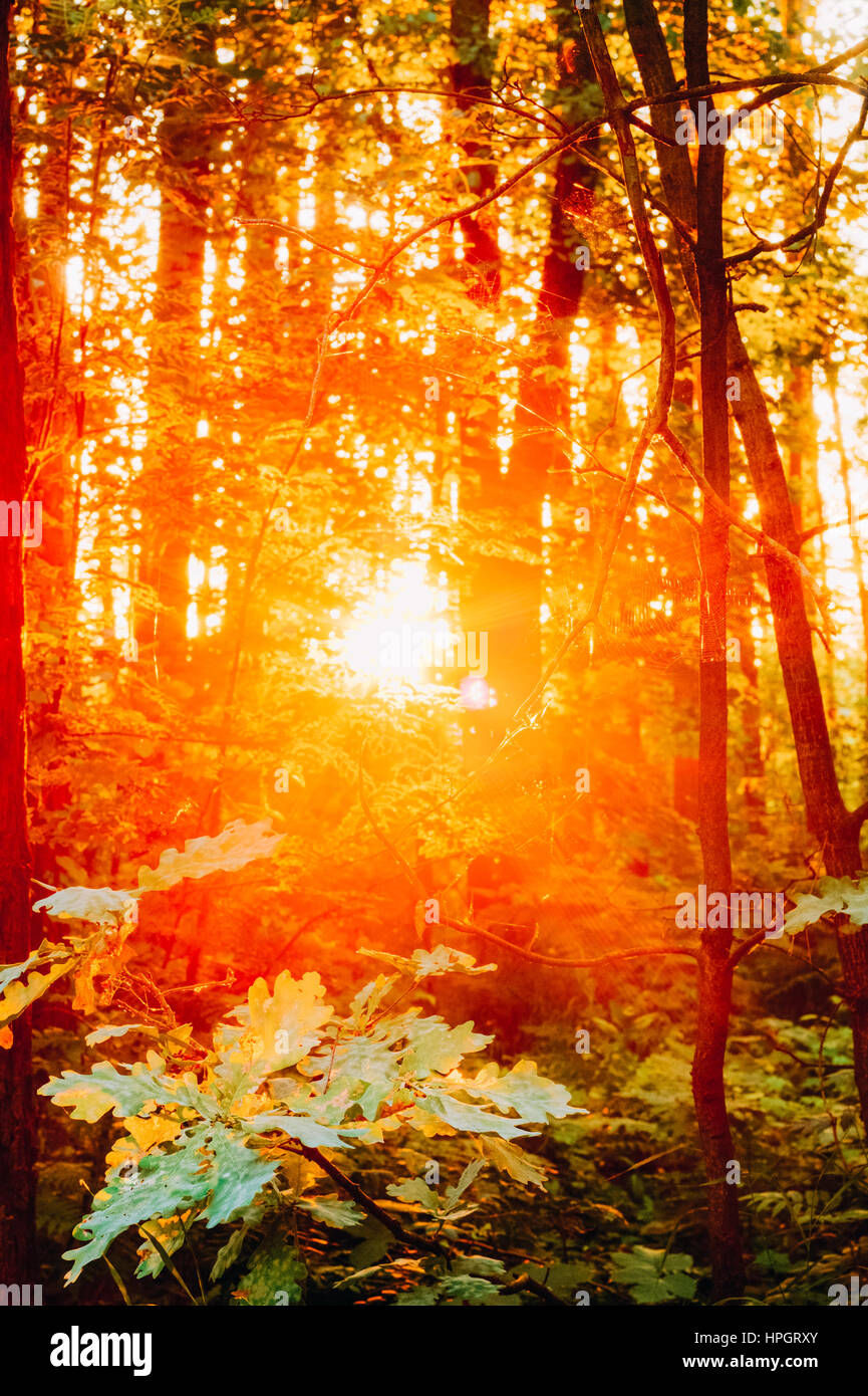 Sunset Or Sunrise In Autumn Forest. Sun Sunshine With Natural Sunlight Through Woods Trees. Stock Photo