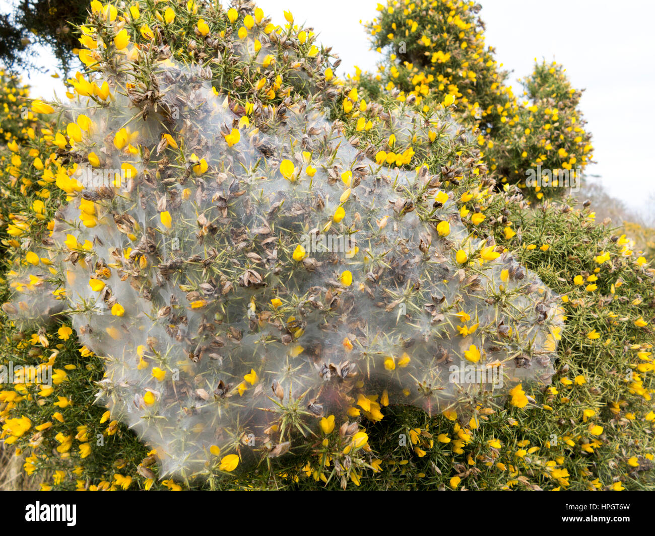 Gorse showing attack by ermine moth with larval web Stock Photo