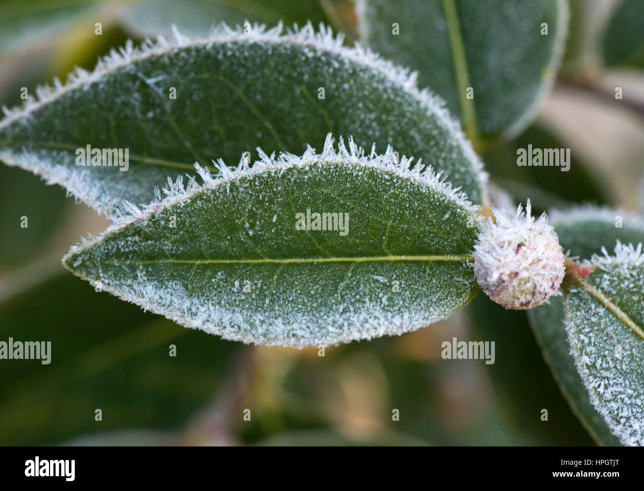 Hoar or rime frost, ice crystals on the leaves and flower bud of Camellia shrub in the garden, January Stock Photo