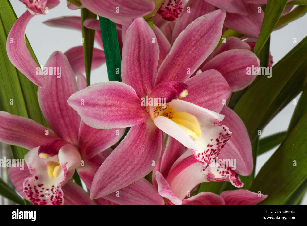 Pink Cymbidium orchid floret showing petals, sepals, anther cap, column and modified petal the lip Stock Photo