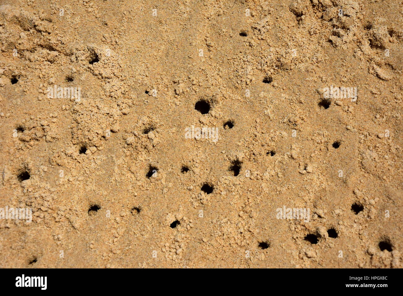 Crabs holes on beach sand home of a Ghost crab, Sand bubbler crab
