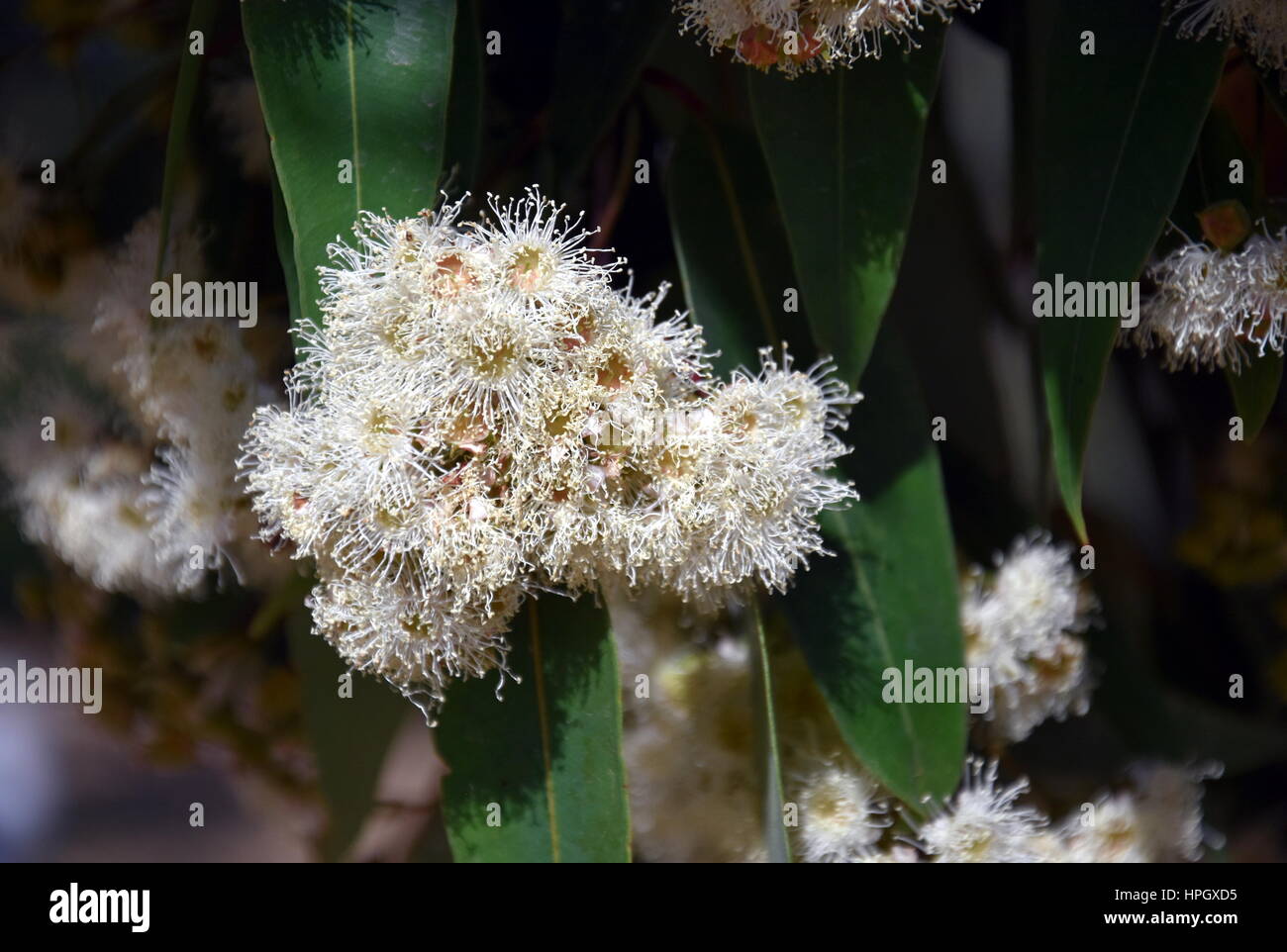 Cluster of white gumtree (Angophora hispida) flowers in East Gippsland