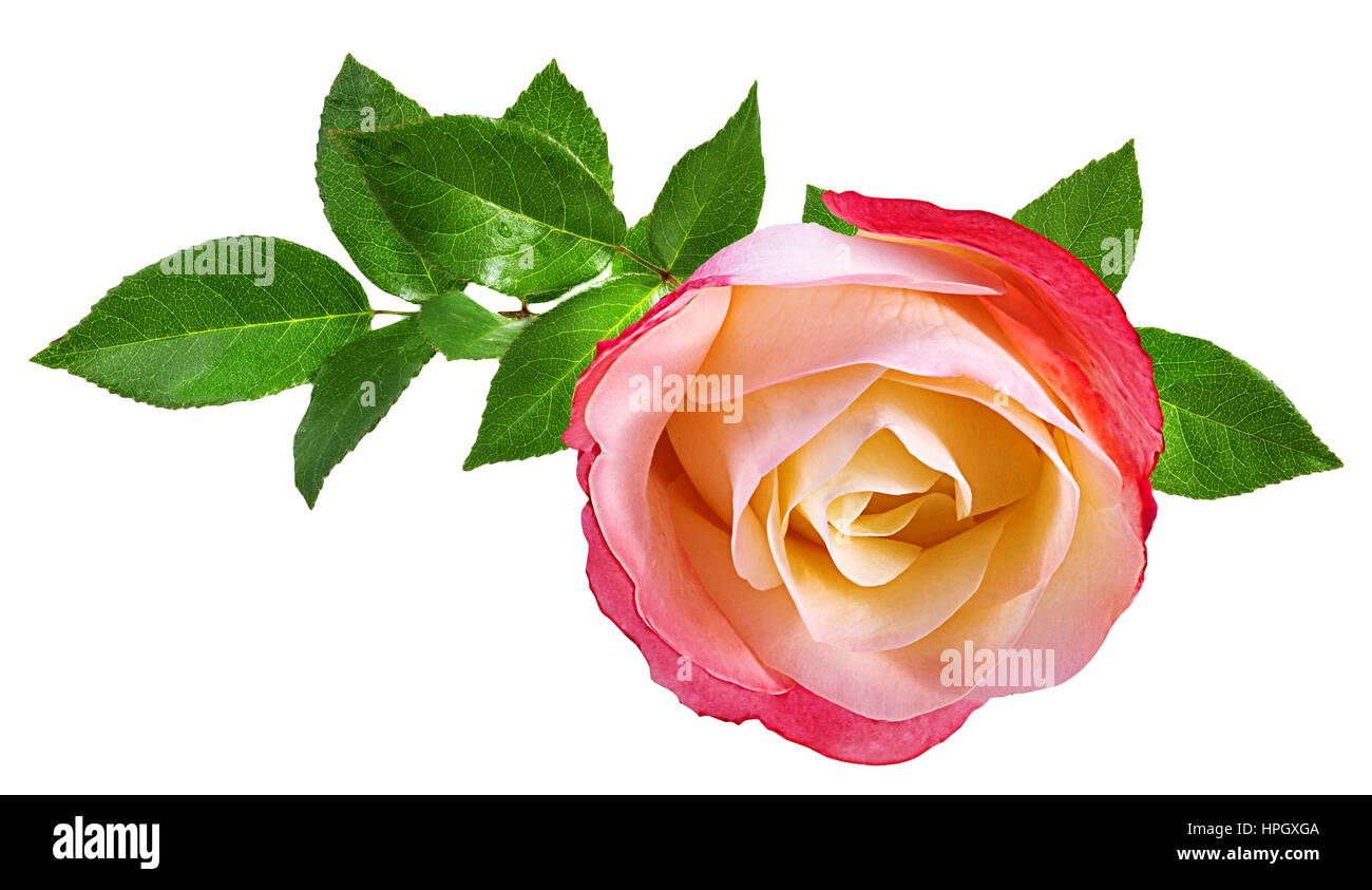 rose isolated on the white background Stock Photo - Alamy