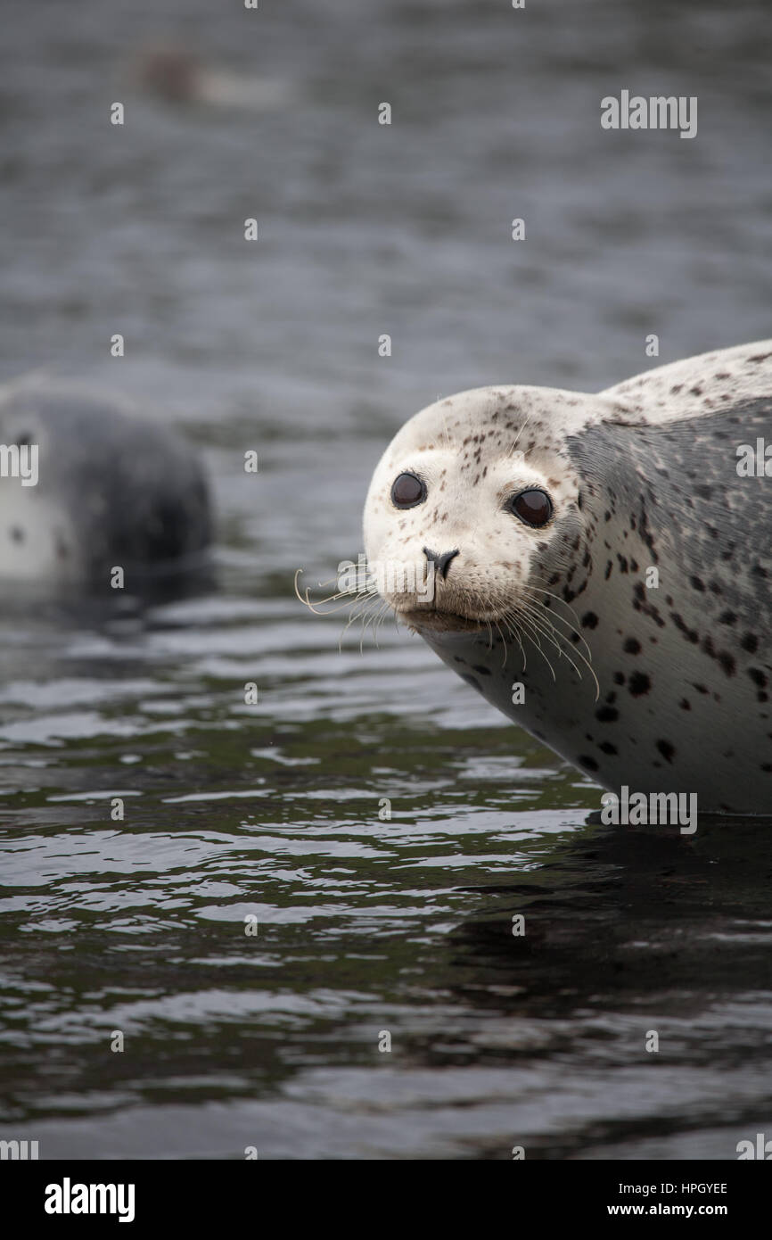 Phoca Largha Larga Seal Spotted Seal Surface Pictures Stock Photo 