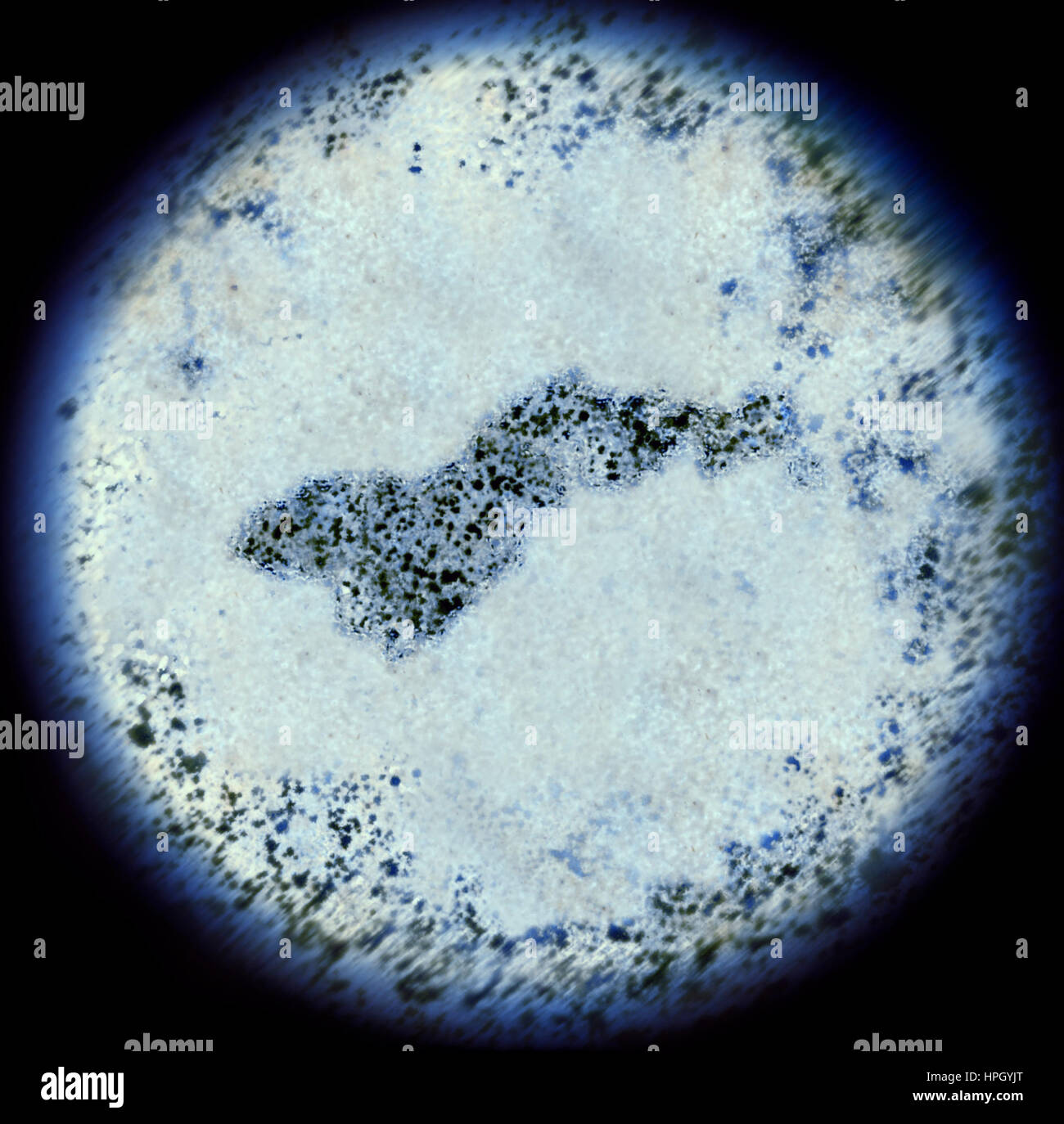 A simulated view through a microscope on bacterias in the shape of American Samoa.(series) Stock Photo