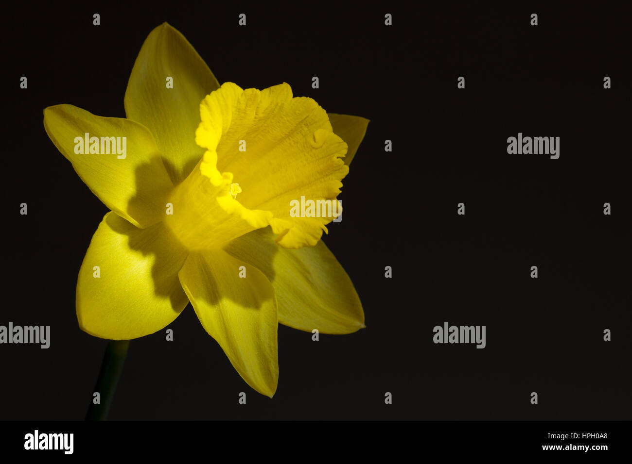 Close up image of yellow daffodil with directional lighting Stock Photo