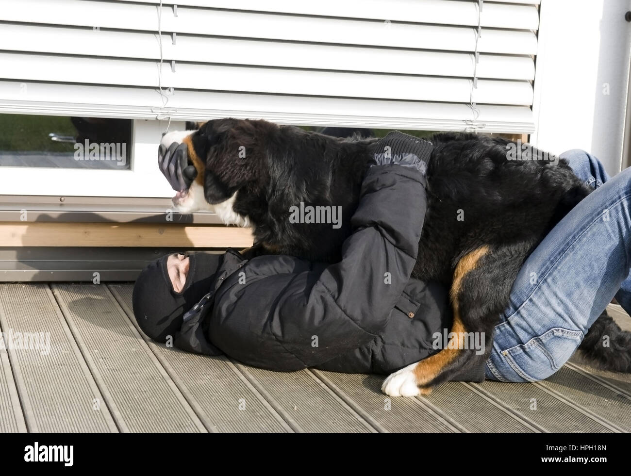 Model released , Wachhund ueberwaeltigt Einbrecher - watchdog overwhelms a housebreaker Stock Photo