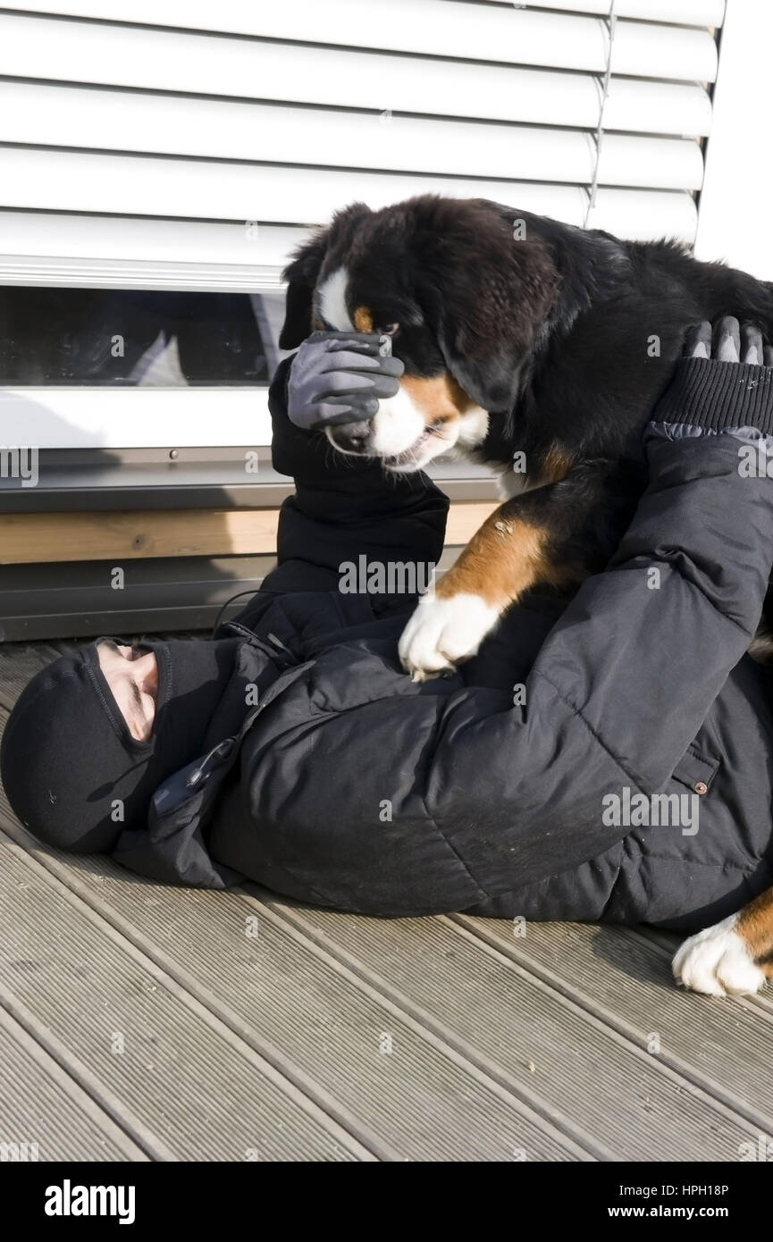 Model released , Wachhund ueberwaeltigt Einbrecher - watchdog overwhelms a housebreaker Stock Photo