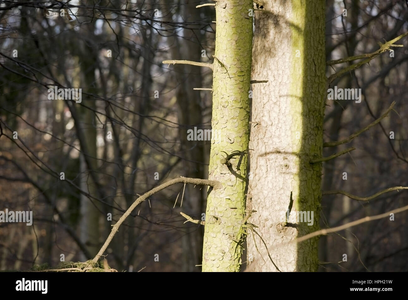 Baumstaemme, Nadelbaum - tree trunks Stock Photo