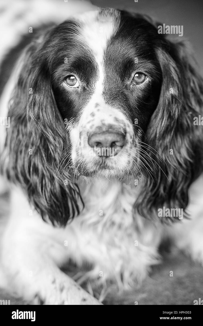 Springer Spaniel Stock Photo