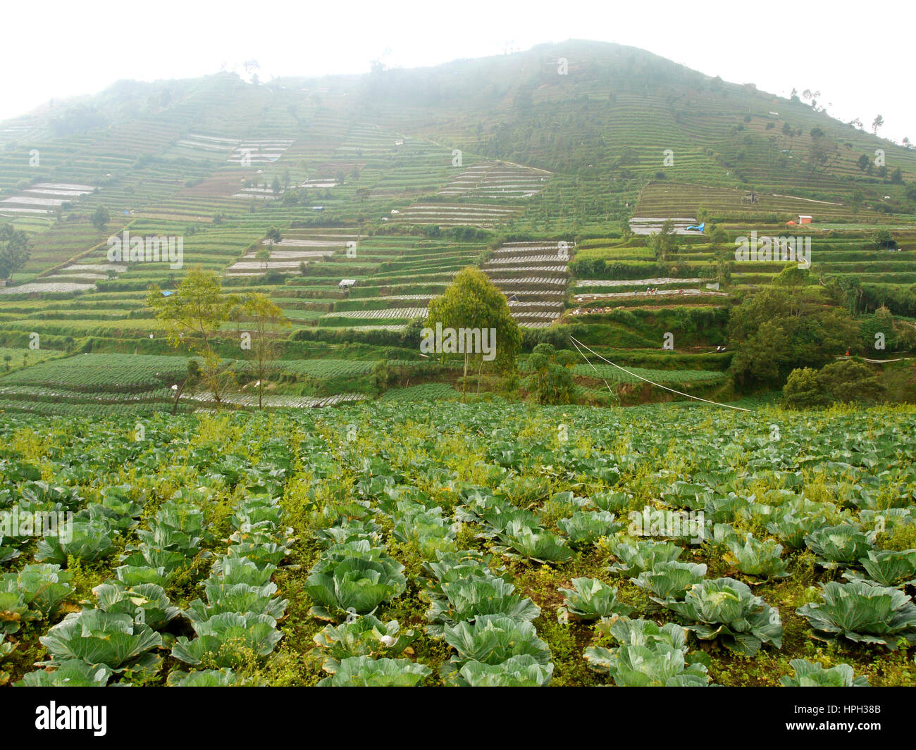 Beautiful Landscape of Indonesia Agriculture Stock Photo Alamy