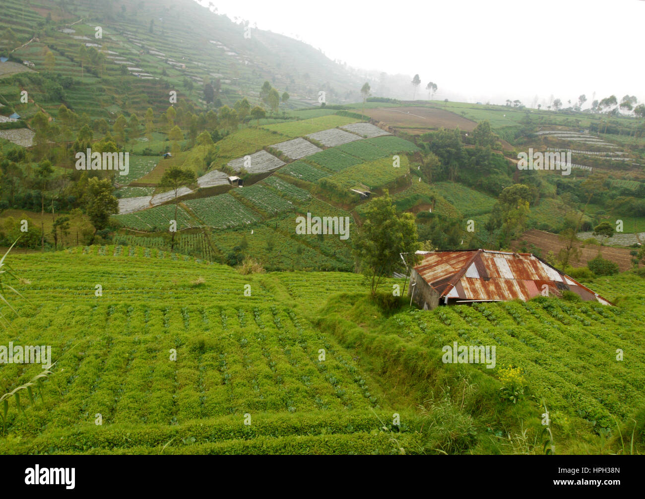 Landscape of Indonesia Agriculture Stock Photo - Alamy