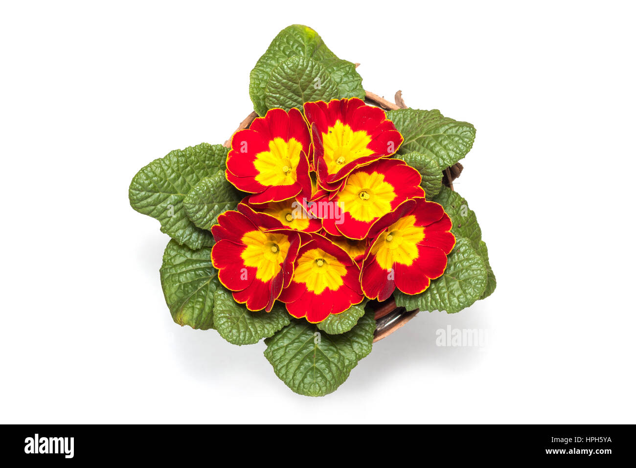 top view from branch of yellow and red flowers with leafs turning yellow isolated in white background Stock Photo