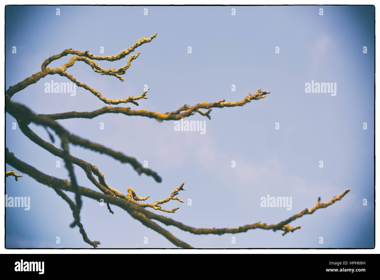 A Streak of Sunlight Silhouette Dry tree with blue sky, with a vintage ...