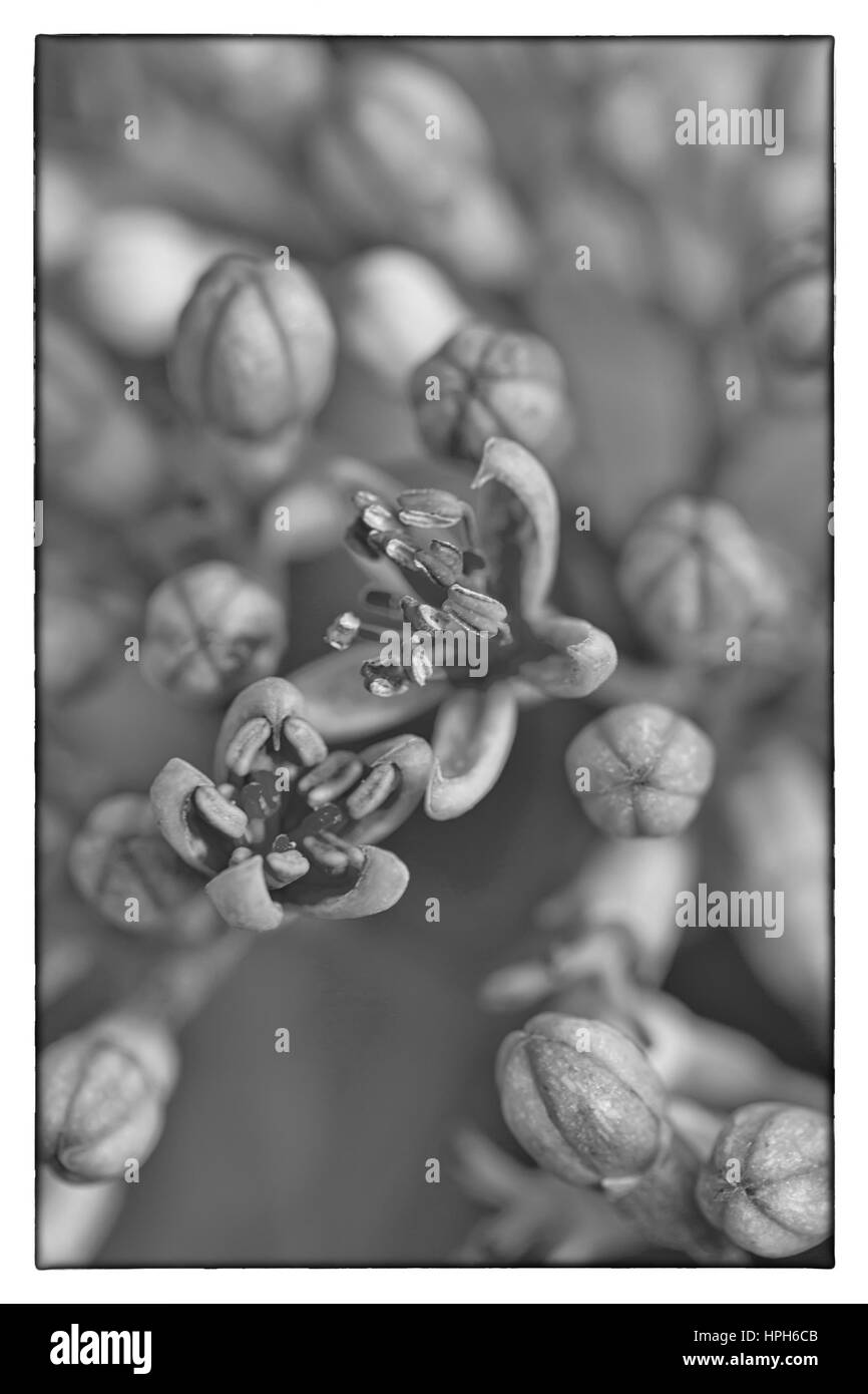A black and white photo Macro image of autumn lilac violet flowers, abstract soft floral background Stock Photo