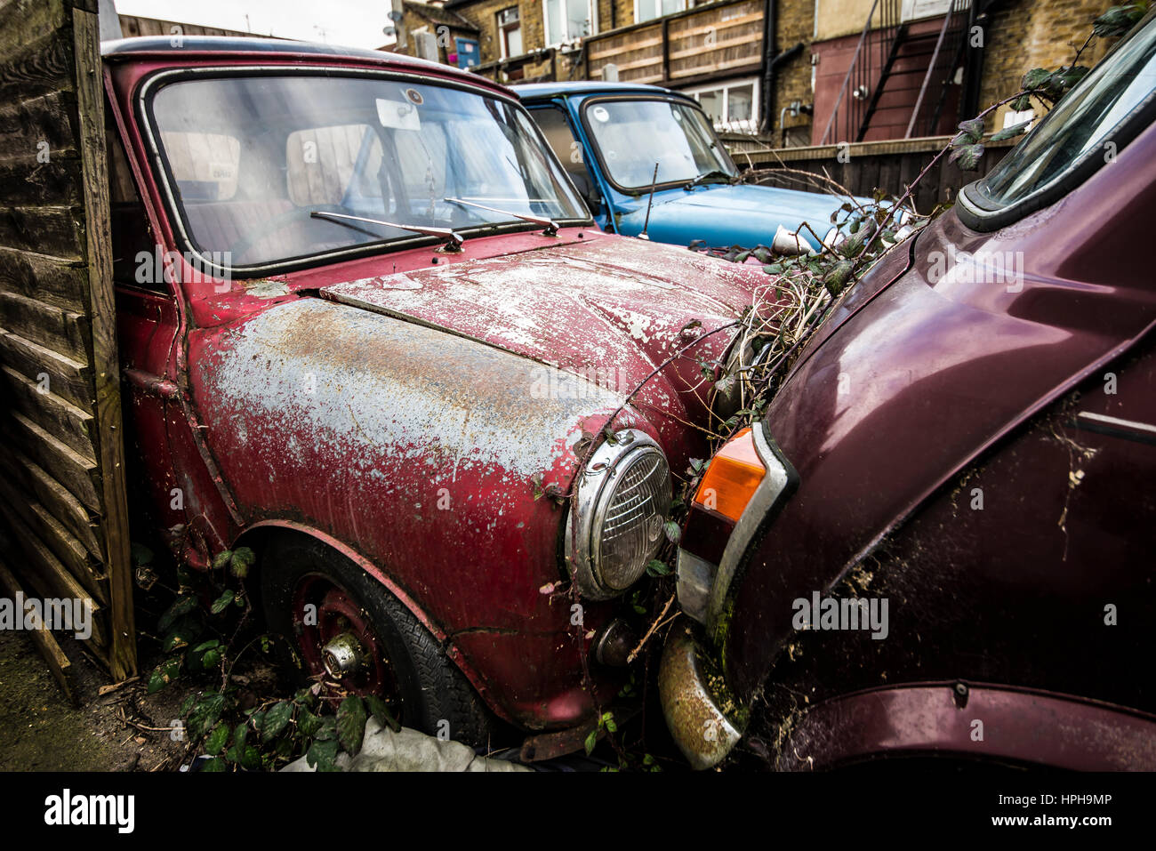 A group of four abandoned British Leyland Minis left to deteriorate on an overgrown parking lot. Mini car, cars Stock Photo