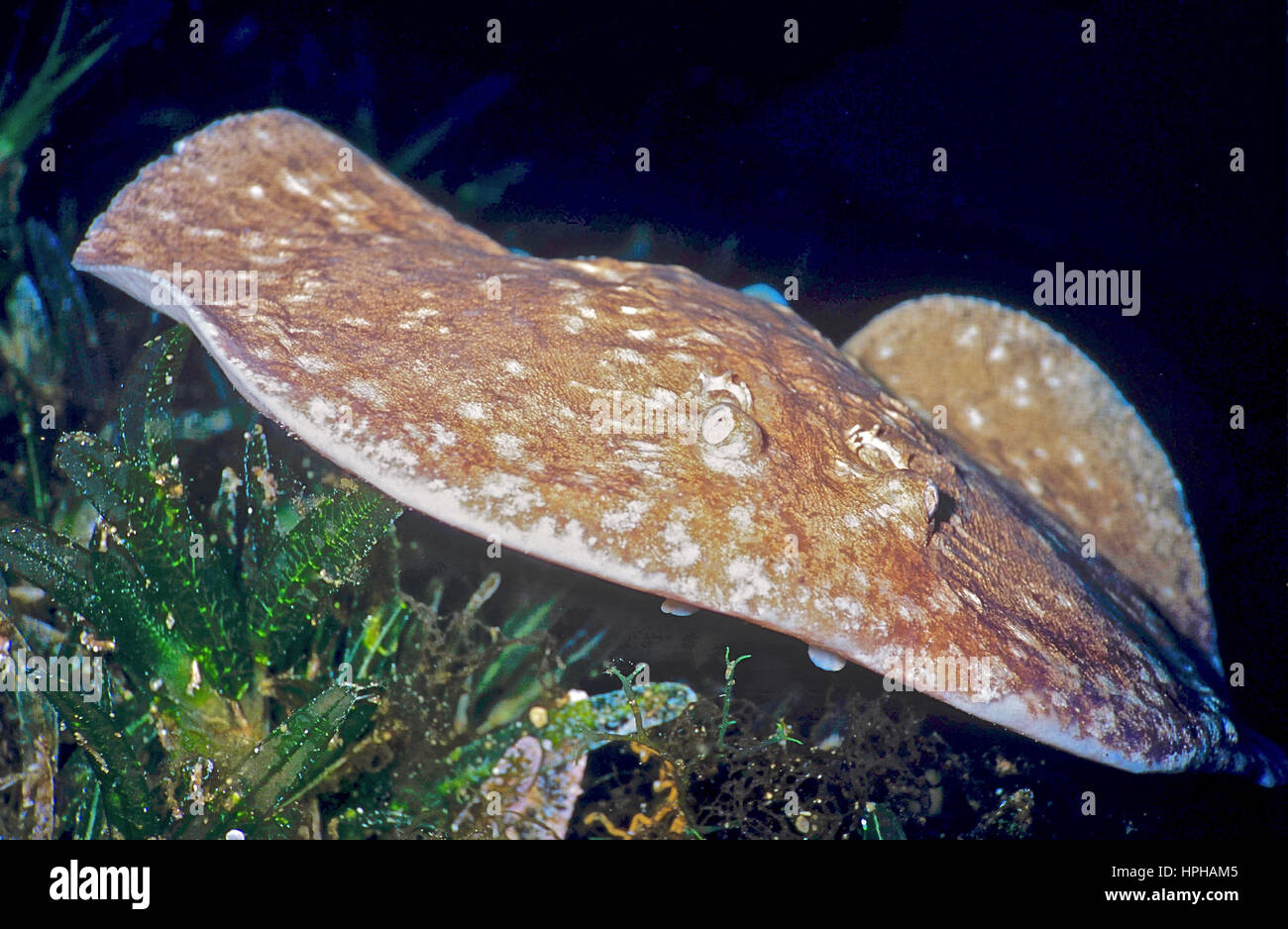 A scalloped torpedo ray (Torpedo panthera): also called an electric ray, as it can deliver a powerful electric shock. Dangerous! Egyptian Red Sea. Stock Photo
