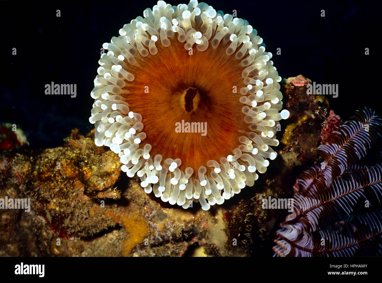 This aptly named magnificent anemone (Heteractis magnifica) shows the basic structure of the animal: a central mouth surrounded by tentacles. Bali. Stock Photo