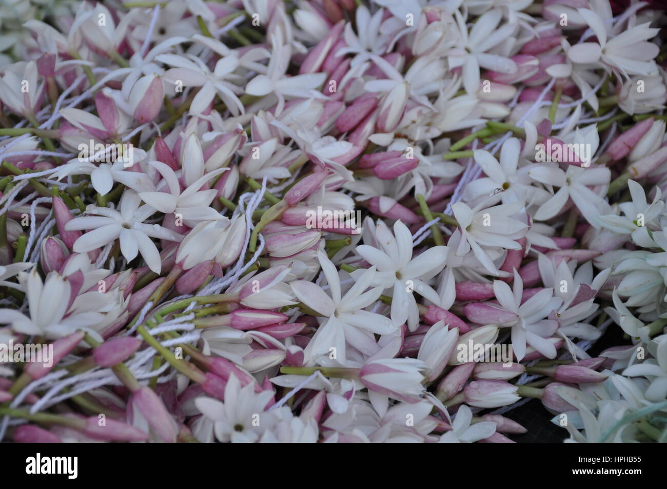 Pink jasmine hires stock photography and images Alamy