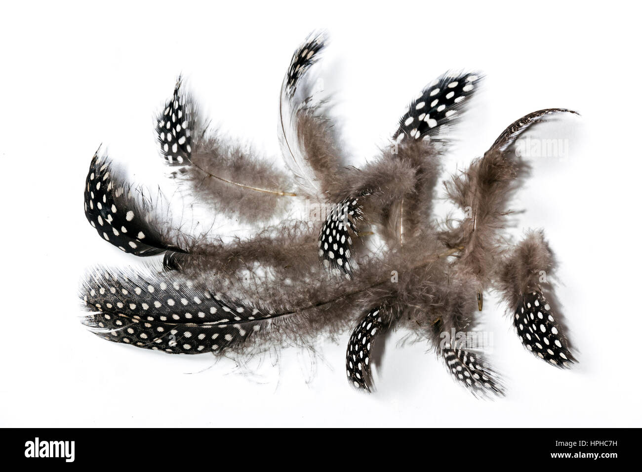 Black feather with white dots hires stock photography and images Alamy