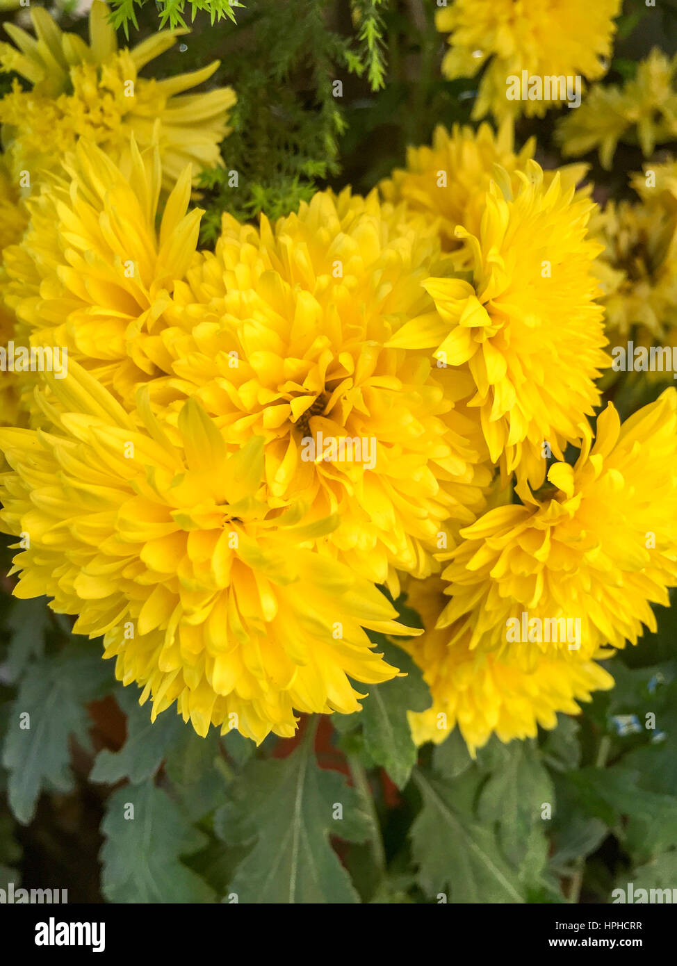Indian carnation hires stock photography and images Alamy