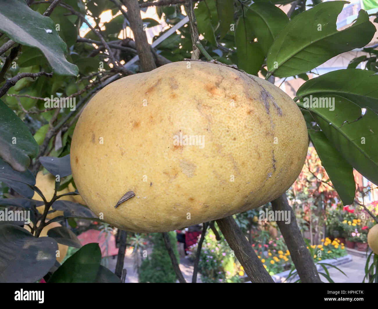 Nepal Pamelo Stock Photo